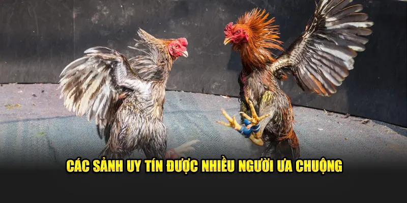 Các sảnh uy tín được nhiều người ưa chuộng