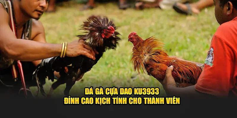 Đá gà cựa dao KU3933
