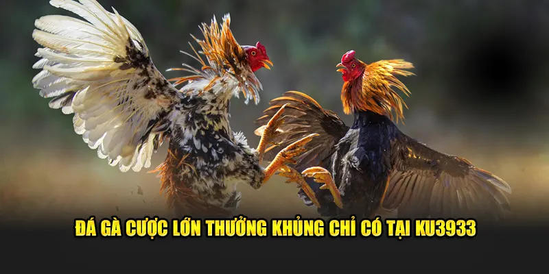 Đá gà cược lớn thưởng khủng chỉ có tại Ku3933