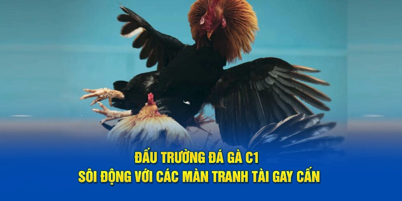 Đấu trường đá gà C1 sôi động với các màn tranh tài gay cấn