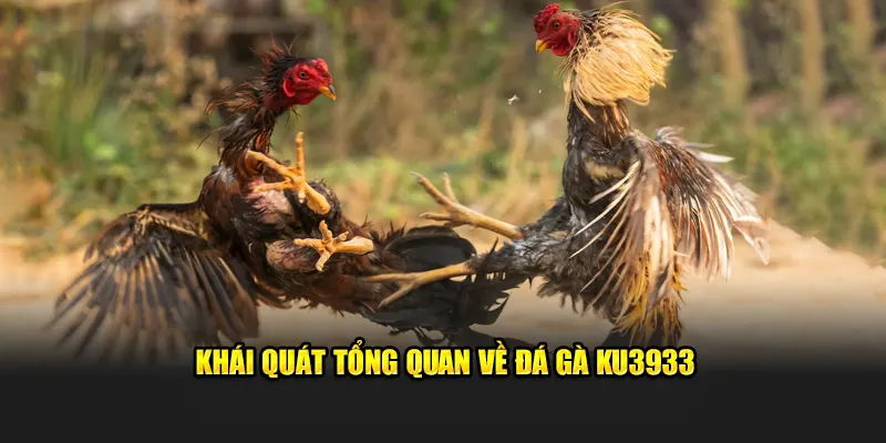 Khái quát tổng quan về đá gà Ku3933