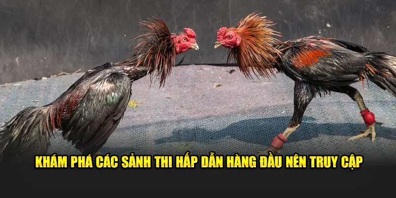 Khám phá các sảnh thi hấp dẫn hàng đầu nên truy cập