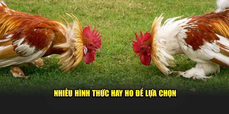 Nhiều hình thức hay ho để lựa chọn