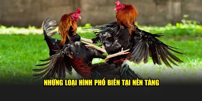 Những loại cược phổ biến tại nhà cái bạn nên biết