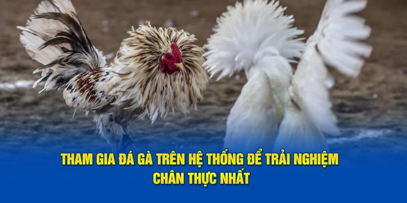 Tham gia đá gà trên hệ thống để trải nghiệm chân thực nhất